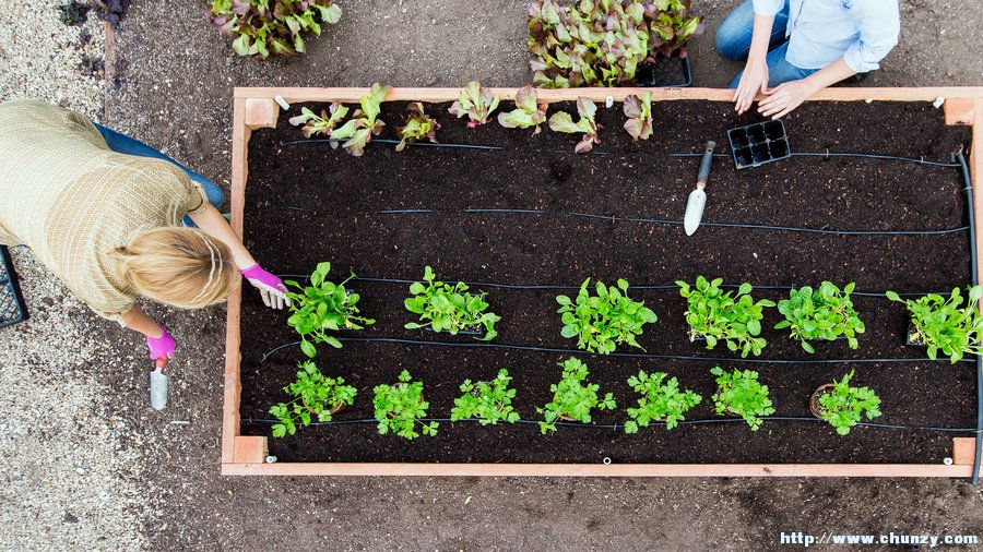 raised-bed-plant-0416.jpg