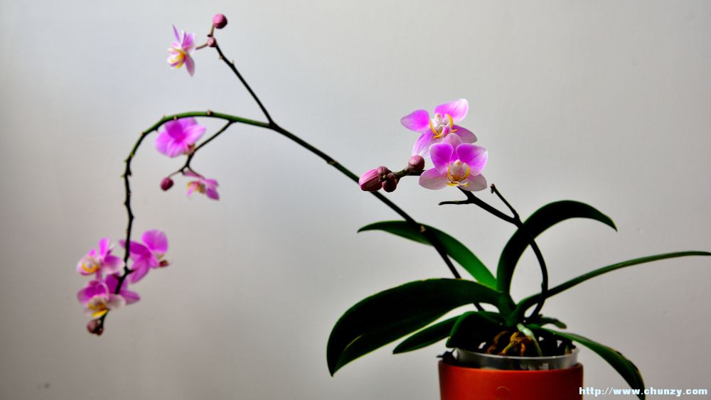 small_orchid33.JPG