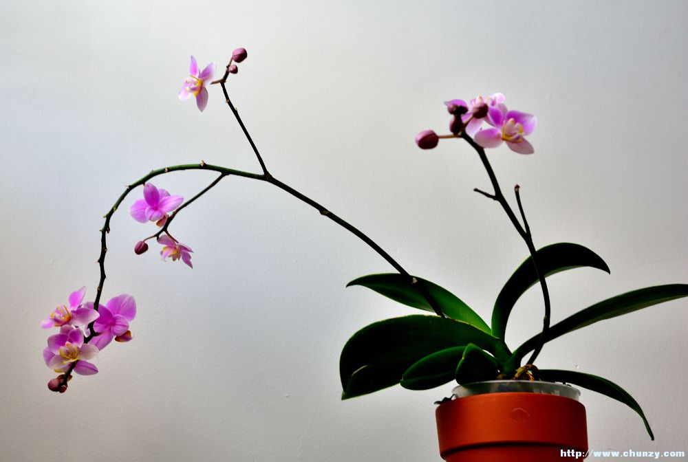 small_orchid55.JPG