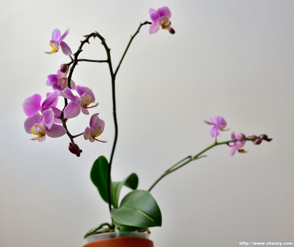 small_orchid66.JPG